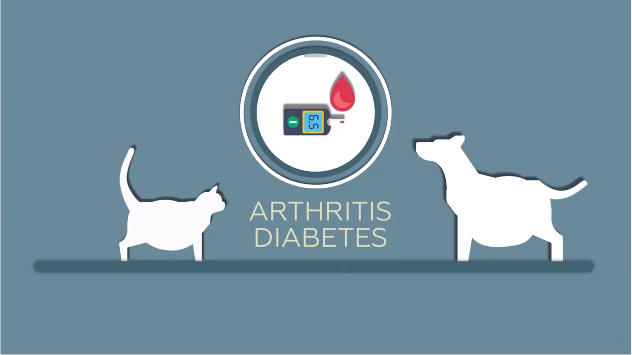 BODY WEIGHT & BODY COMPOSITION